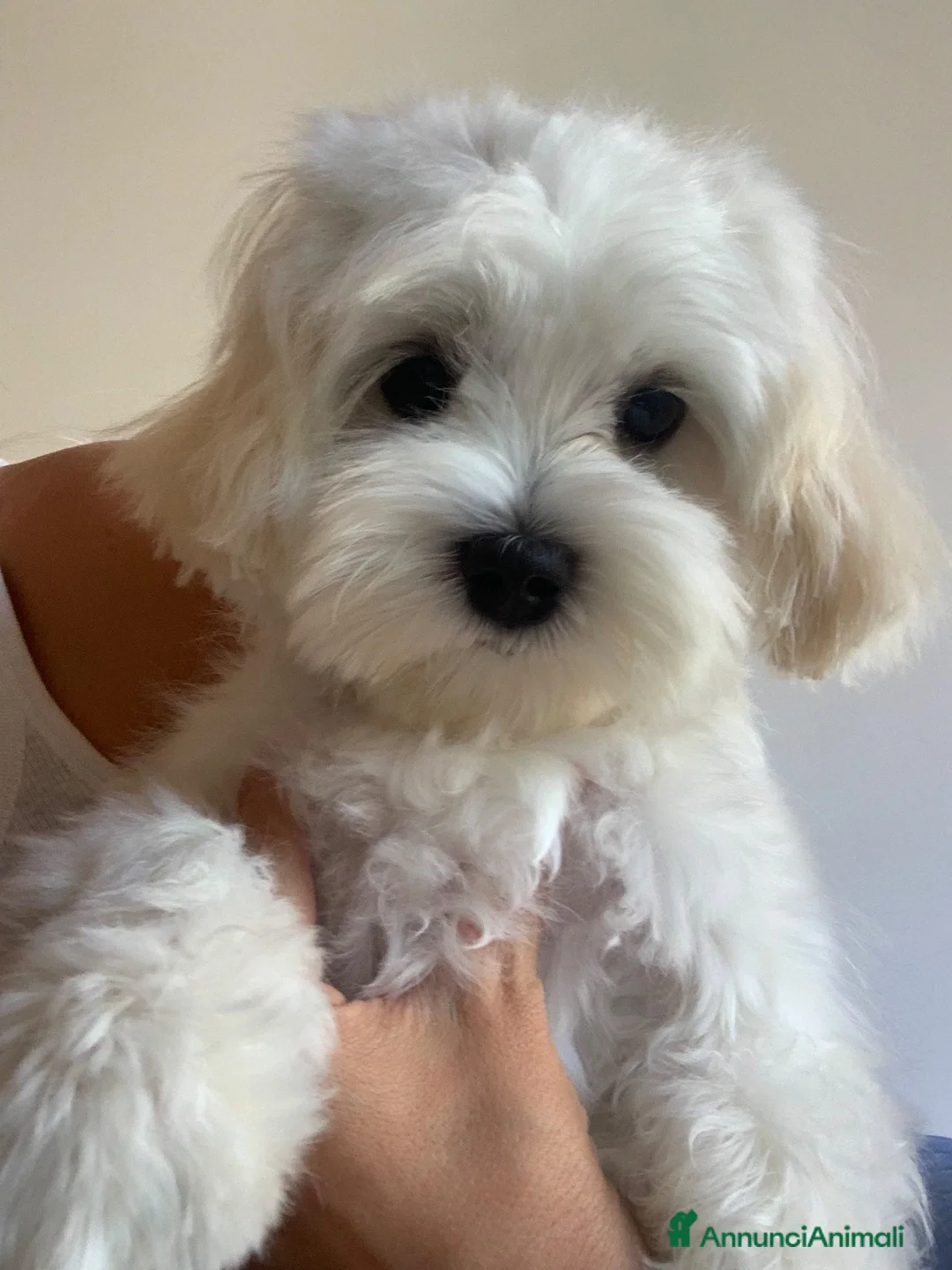 Maltese cani in vendita: Cucciolo di maltese - Annuncio 1