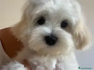 Maltese cani Cucciolo di maltese - Annuncio 16