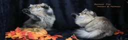 British gatti in vendita: Bamar Poe cattery  - Annuncio 3