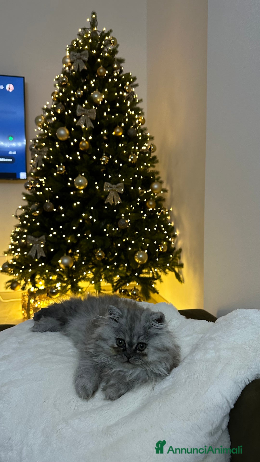 Persiano gatti in vendita: Gattina persiana chincilla Fumè - Annuncio 7