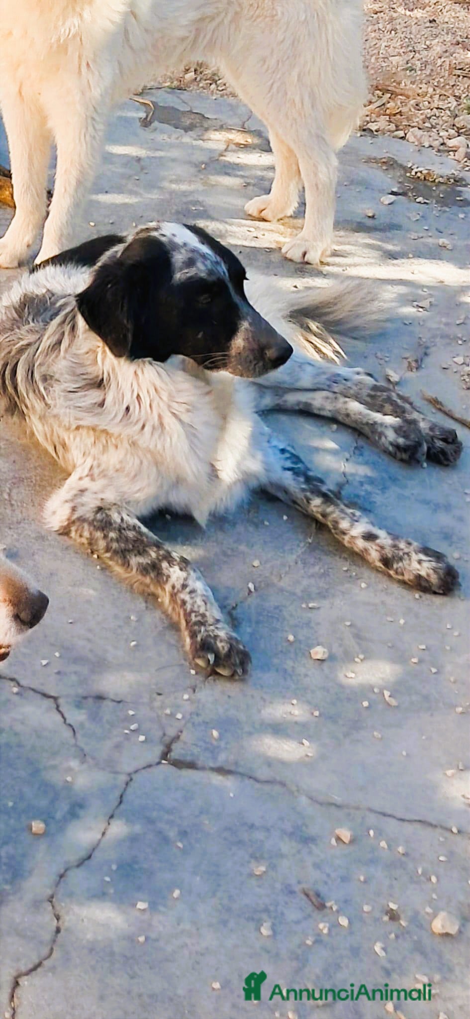 Meticcio cani MASCHERINA nata in dicembre 2023 - Annuncio 2