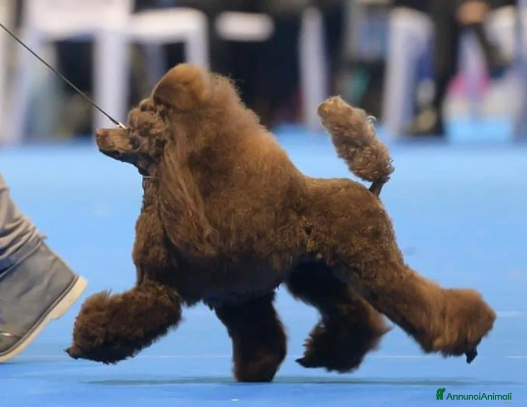 Immagine della galleria {{count}}