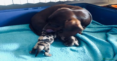 Bassotto cani a Provincia di Asti - Annuncio 4