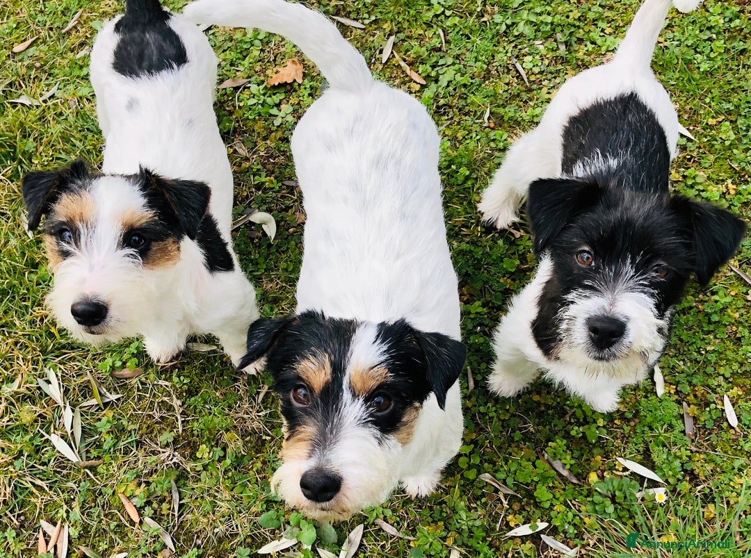 Immagine della galleria {{count}}