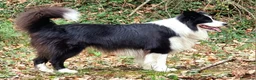 Bearded Collie cani per accoppiamento: border collie per monta - Annuncio 4