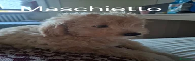 Maltipoo 1
