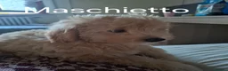 Maltipoo cani in vendita: Vendo cuccioli di Maltipoo  - Annuncio 5