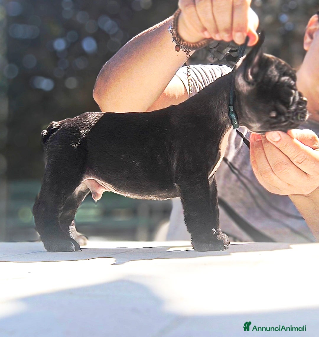 Bulldog Francese cani in vendita: Bulldog francese cuccioli enci a Provincia di Salerno - Annuncio 34