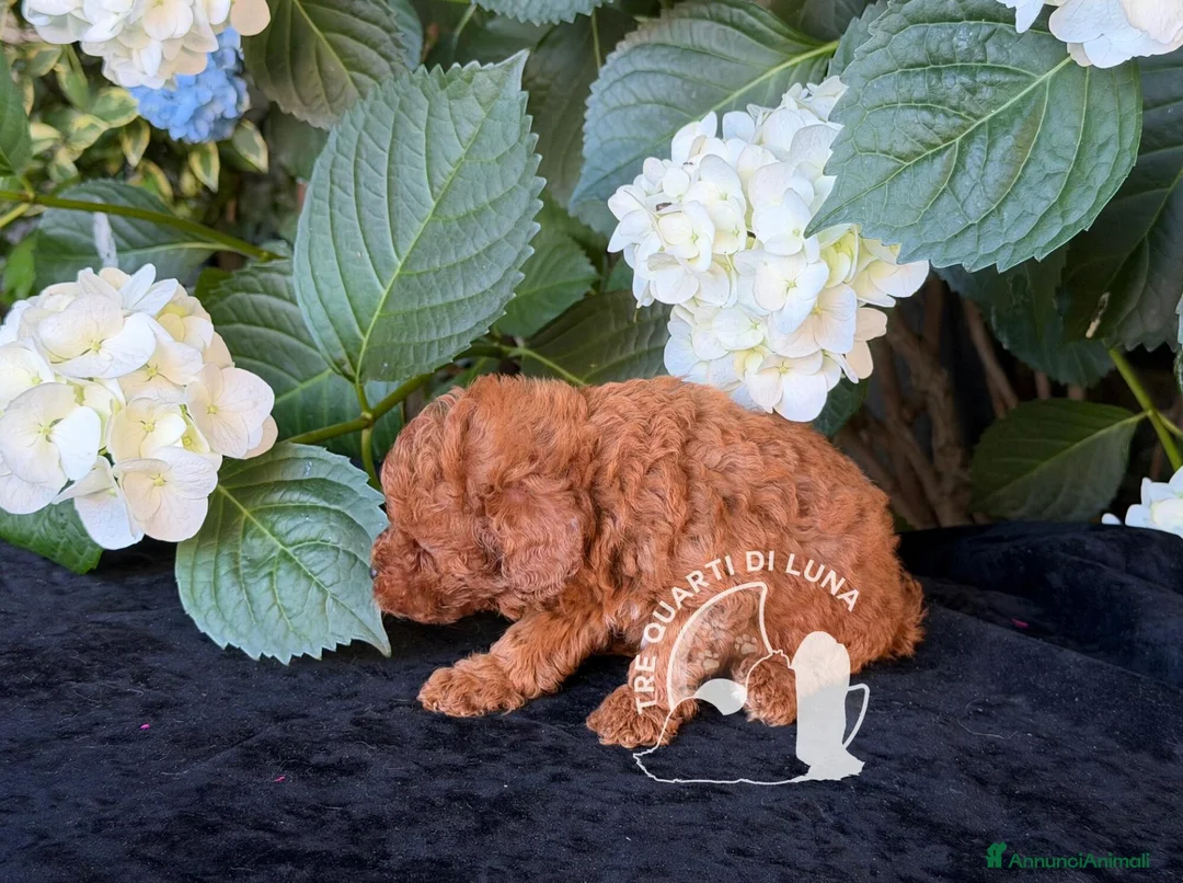 Barboncino Toy cani in vendita: Cuccioli Barboncino Toy - 2 Mesi - Annuncio 1
