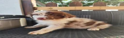 Australian Shepherd cani in vendita: Cucciolo di Pastore Australiano Red Merle - Annuncio 4