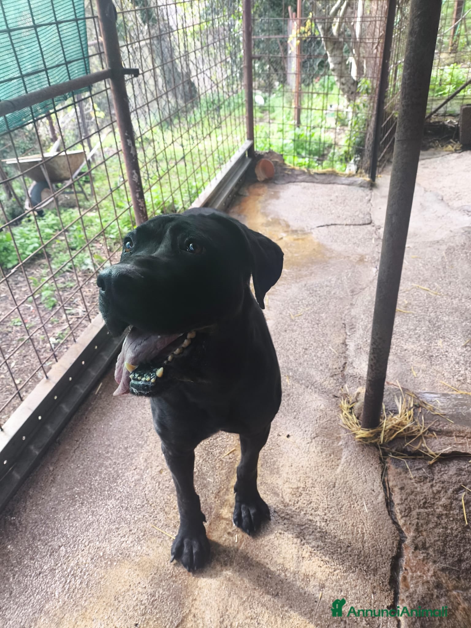 Meticcio cani in regalo: Molosso femmina 9 anni - Annuncio 1