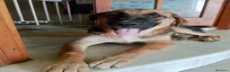 Meticcio cani in regalo: SARABY SIMIL PASTORINA  - Annuncio 6