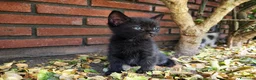 Altre razze gatti in regalo: Gattini dolcissimi in regalo 🐾 a Città metropolitana di Catania - Annuncio 4