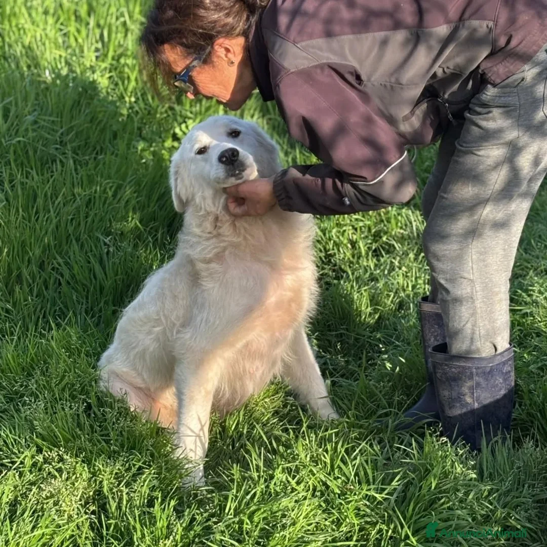 Meticcio cani in regalo: DUCHESSA simil maremmano 2 anni cerca casa  - Annuncio 4