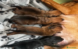 Pinscher Miniatura cani in vendita: Zwergpinscher  a Provincia di Pavia - Immagine 5