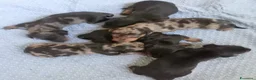 Bassotto cani in vendita: Cuccioli bassotti neri e Arlecchino silver  - Annuncio 5
