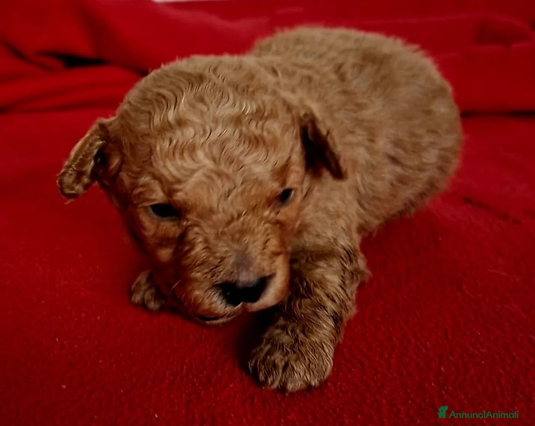 Barboncino Toy cani in vendita: Cuccioli di Barboncino Toy Red - Annuncio 3