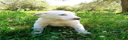 Meticcio cani in regalo: Femmine taglia media 2 mesi - Annuncio 3