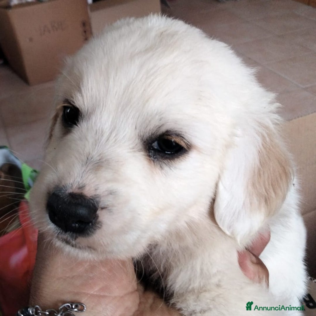 Altre razze cani in regalo: Mogli, Maffin, Meringa e Morfea cuccioli cercano f a Città metropolitana di Roma Capitale - Annuncio 1