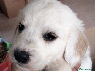 Altre razze cani Mogli, Maffin, Meringa e Morfea cuccioli cercano f a Città metropolitana di Roma Capitale - Annuncio 5