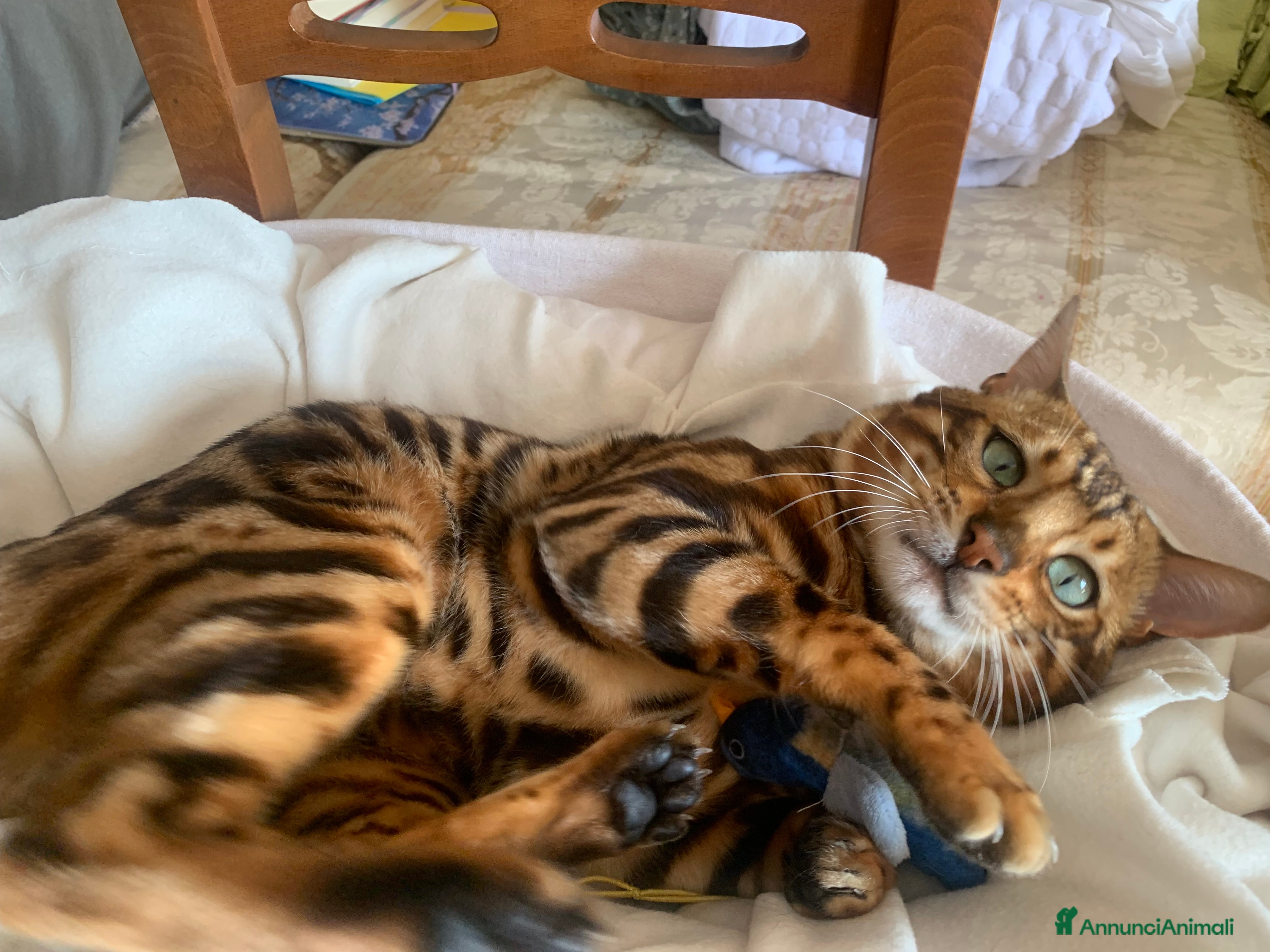 Bengala gatti Gatto bengala con pedigree per accoppiamento  - Annuncio 2