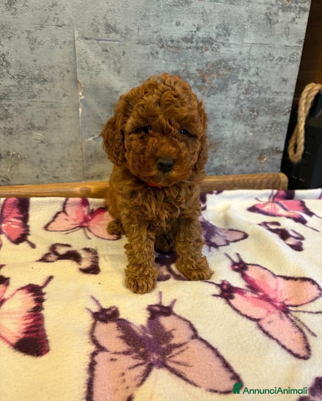 Cockapoo cani in vendita: Cuccioli di Cockapoo F2b disponibili - Annuncio 23
