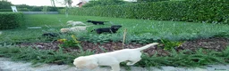 Altre razze gatti in vendita: Cuccioli labrador retriever  - Annuncio 2