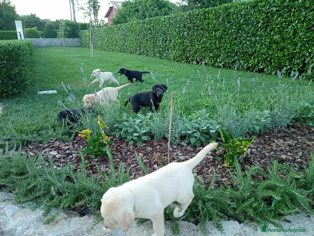 Altre razze gatti in vendita: Cuccioli labrador retriever  - Annuncio 2