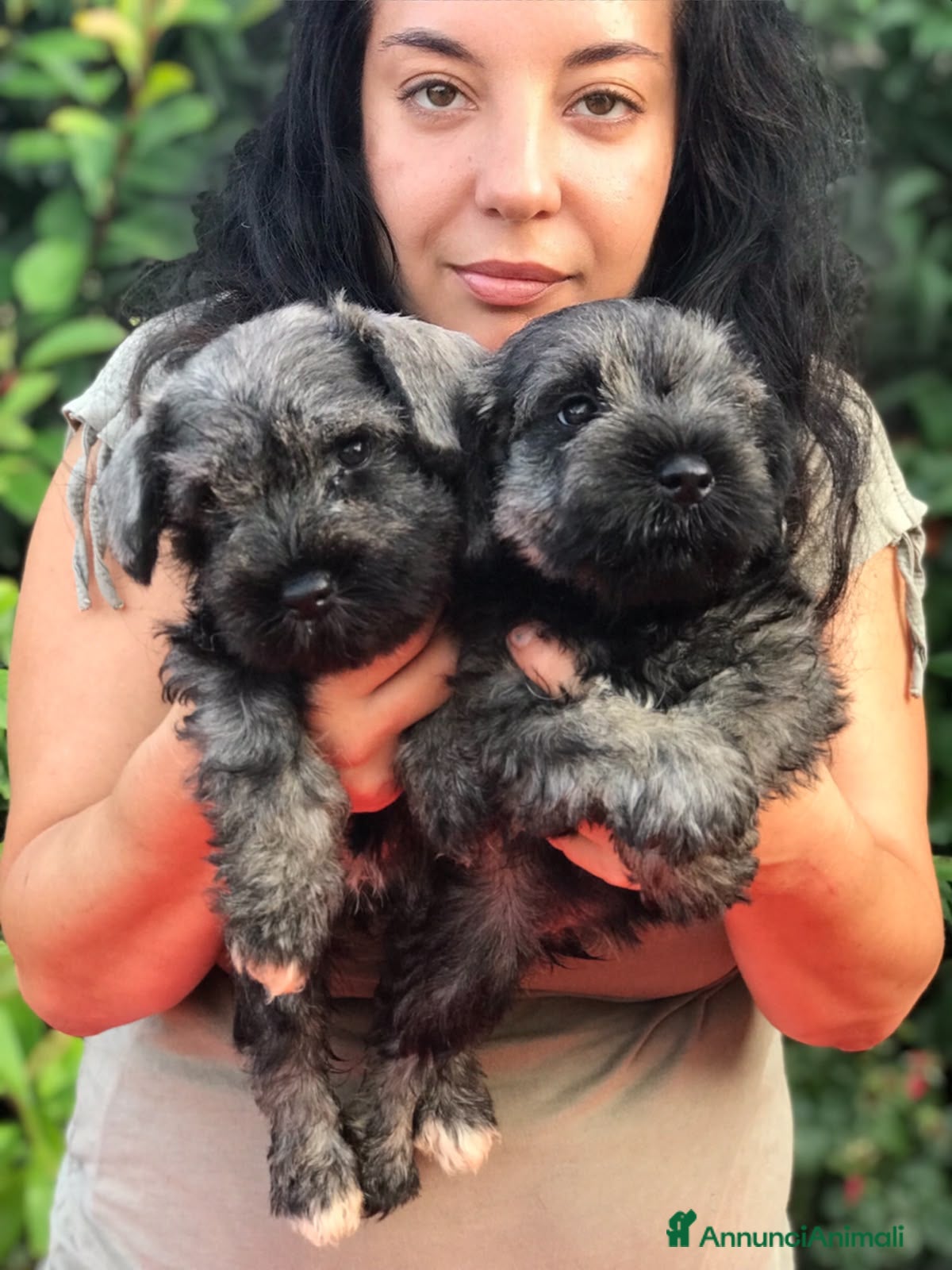 Mini Schnauzer cani Cuccioli di zwergschnauzer pepe e sale  - Annuncio 2