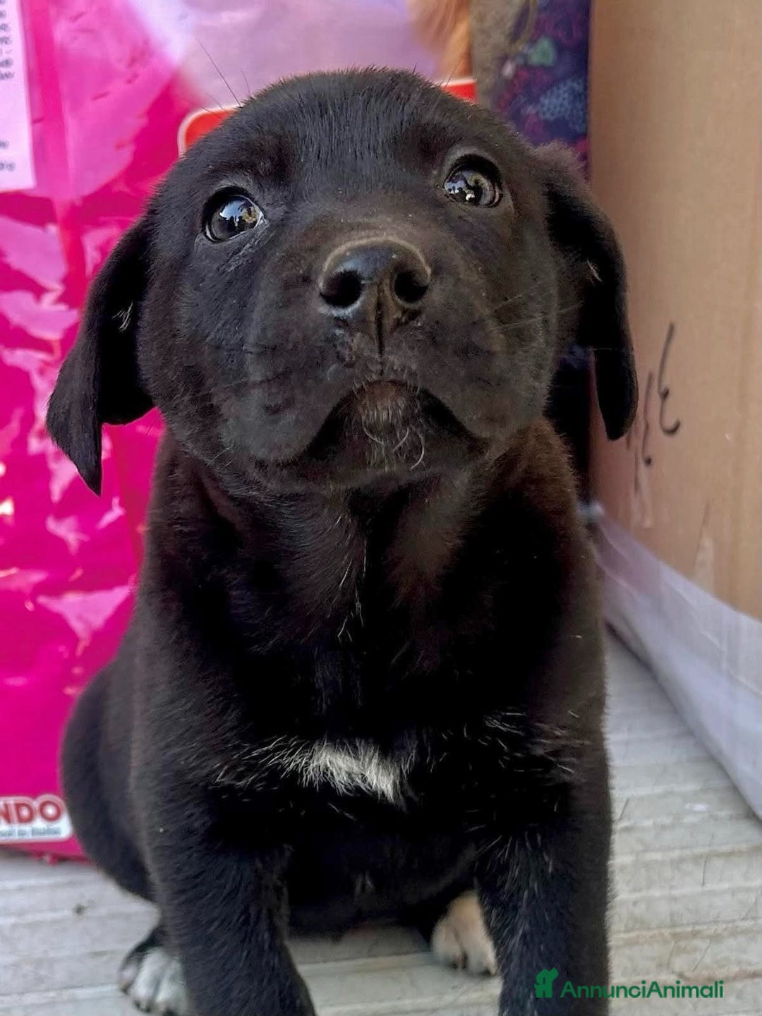 Meticcio cani in regalo: Adotta Nerina - Annuncio 4