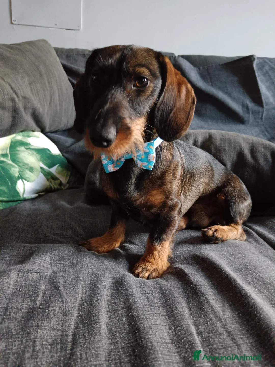 Bassotto cani in vendita: Cuccioli in sttesa - Annuncio 2