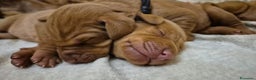 Vizsla cani in vendita: Disponibili ultimi maschietti Vizsla stupendi - Annuncio 1