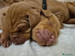 Vizsla cani Disponibili ultimi maschietti Vizsla stupendi - Annuncio 37