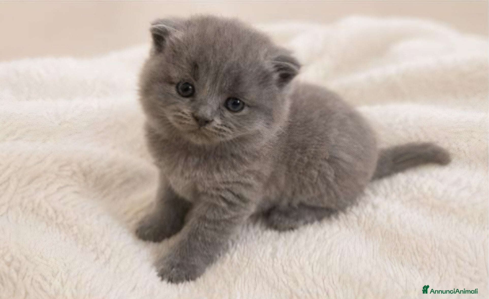 Scottish gatti Cucciola scottish straight - Annuncio 3