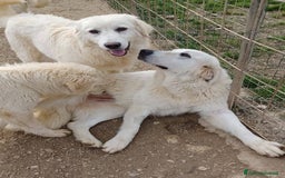 Meticcio cani in regalo: IL DOLCE E PICCOLO PLUTO a Città metropolitana di Roma Capitale - Immagine 3