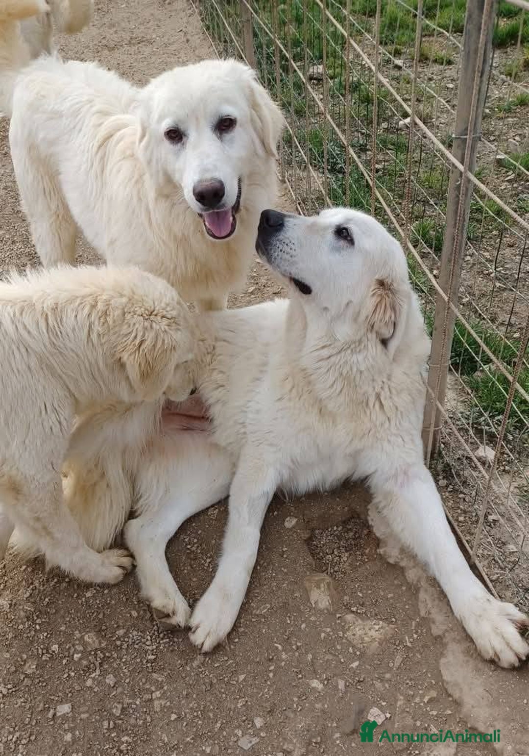 Meticcio cani in regalo: IL DOLCE E PICCOLO PLUTO a Città metropolitana di Roma Capitale - Immagine 3