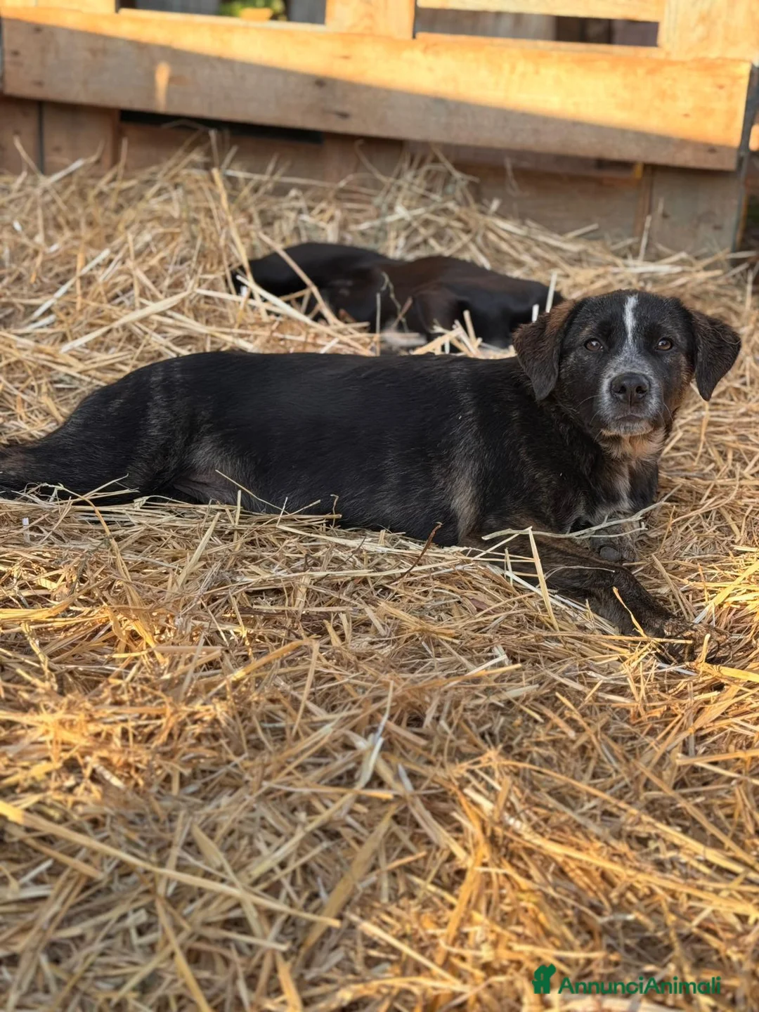 Altre razze cani in regalo: GINA GILDA GIULIO E GRETA - Annuncio 2
