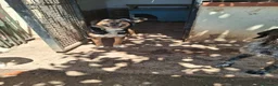 Meticcio cani in regalo: Gigio: 2 anni, socievole, equilibrato - Annuncio 5