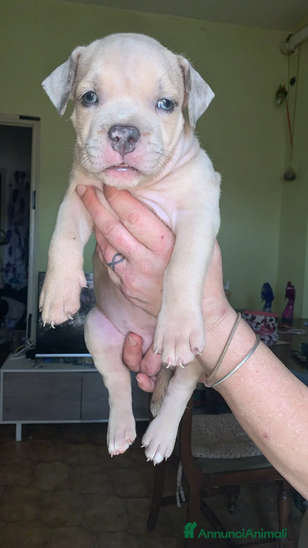 American Bully cani in vendita: American bully XL - Annuncio 10