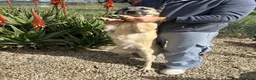 Meticcio cani in regalo: ARGO E ATHOS - Annuncio 2