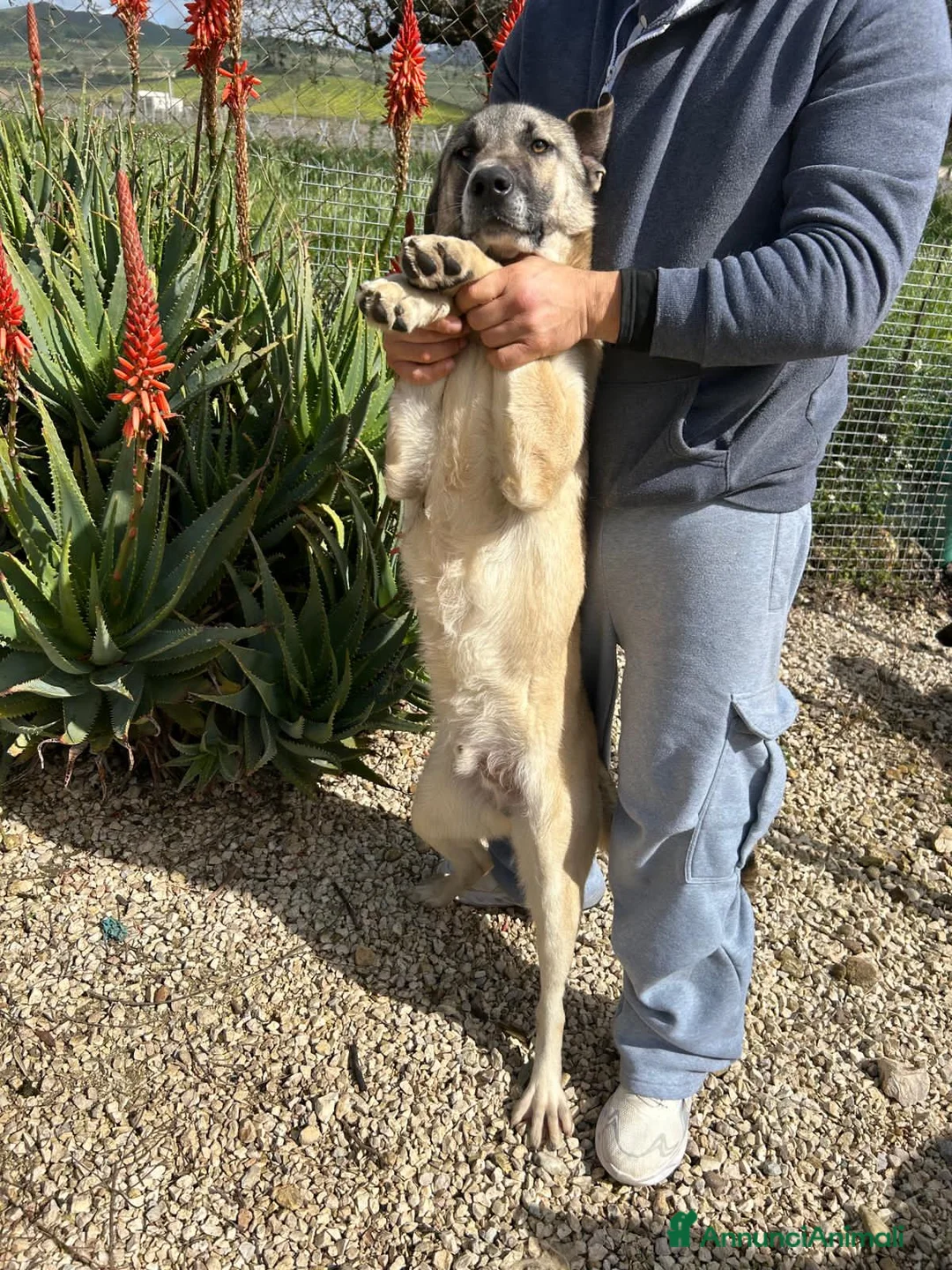 Meticcio cani in regalo: ARGO E ATHOS - Annuncio 2
