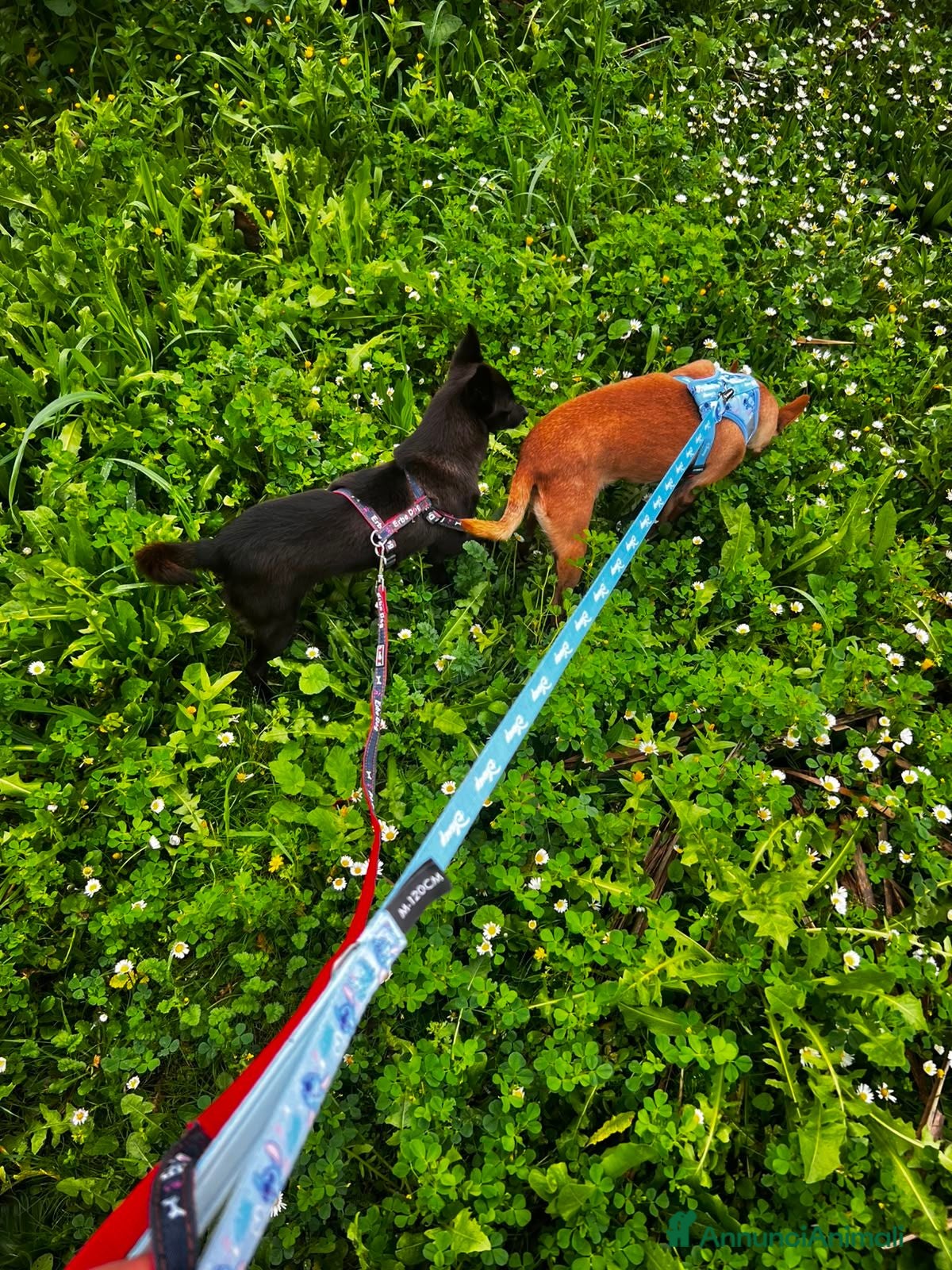 Pinscher Miniatura cani Stella e Briciola cercano Casa Insieme - Annuncio 17