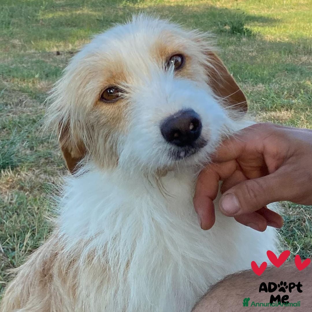 Meticcio cani in regalo: Leone spinoncino cerca adozione - 3 anni - Annuncio 1