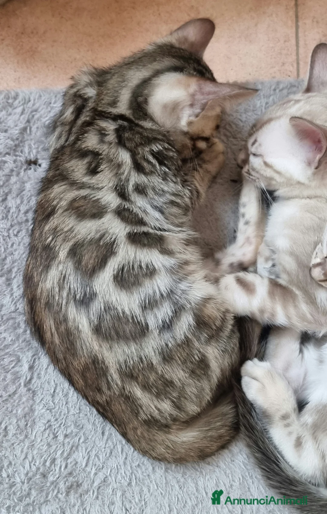 Bengala gatti in vendita: Rara gattina Bengala con Pedigree  - Annuncio 12