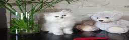 Persiano gatti in vendita: Cuccioli persiano chinchillà normotipico - Annuncio 7