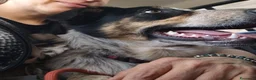 Meticcio cani in regalo: KIKI CERCA CASA - Annuncio 8