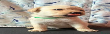 Labrador 2