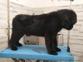 Terranova cani Terranova Adulto - Annuncio 38