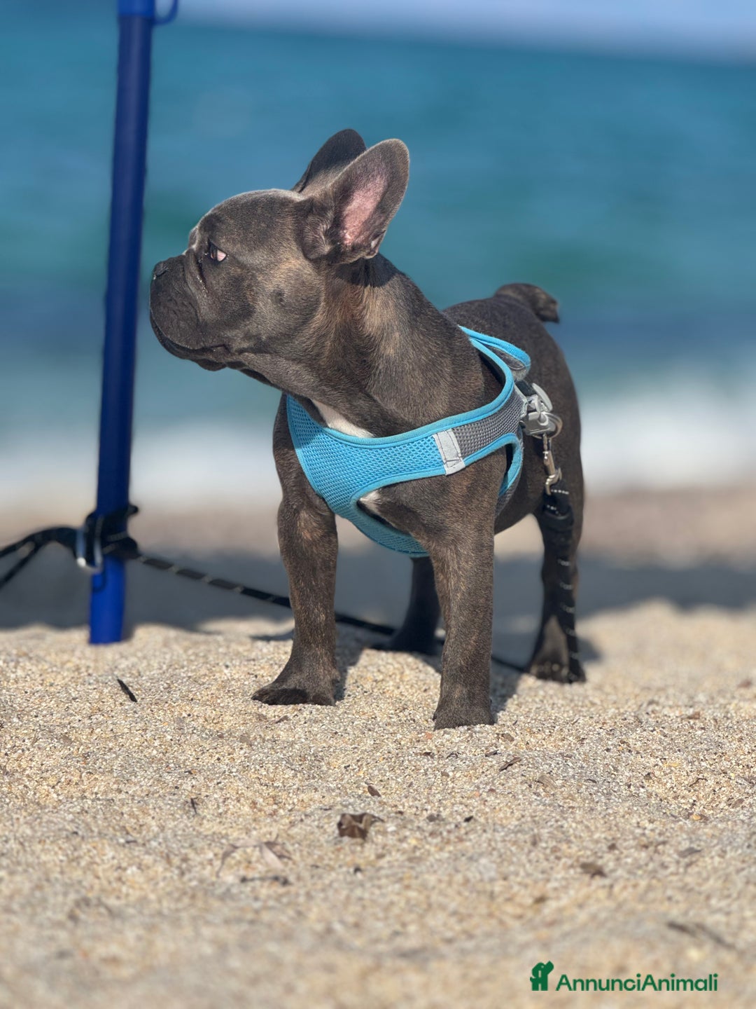 Bulldog Francese cani in vendita: Buldog francese esotico  a Provincia di Sassari - Immagine 2