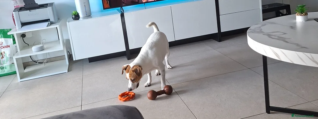 Jack Russell cani in vendita: Jack anni 2 e mezzo a Provincia di Pescara - Annuncio 3